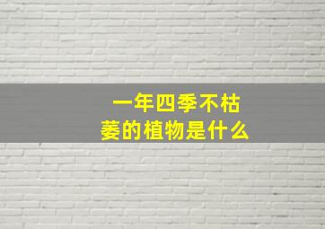 一年四季不枯萎的植物是什么