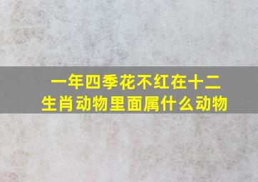 一年四季花不红在十二生肖动物里面属什么动物