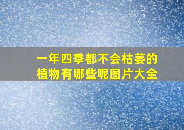 一年四季都不会枯萎的植物有哪些呢图片大全