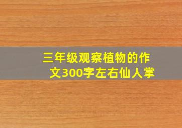 三年级观察植物的作文300字左右仙人掌