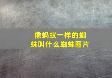 像蚂蚁一样的蜘蛛叫什么蜘蛛图片