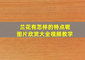 兰花有怎样的特点呢图片欣赏大全视频教学