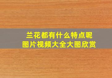 兰花都有什么特点呢图片视频大全大图欣赏