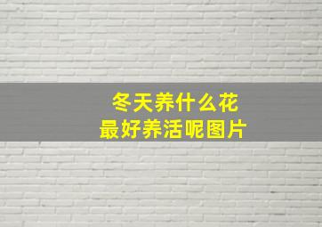 冬天养什么花最好养活呢图片