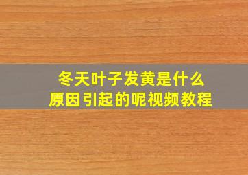 冬天叶子发黄是什么原因引起的呢视频教程