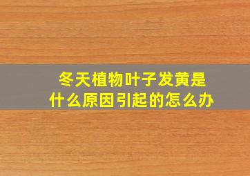 冬天植物叶子发黄是什么原因引起的怎么办