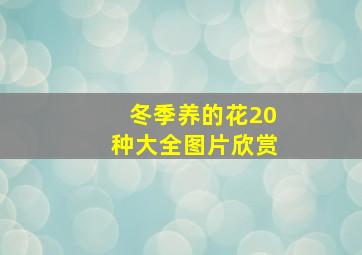 冬季养的花20种大全图片欣赏