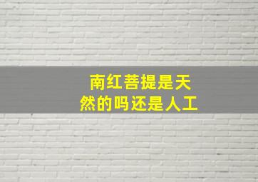 南红菩提是天然的吗还是人工