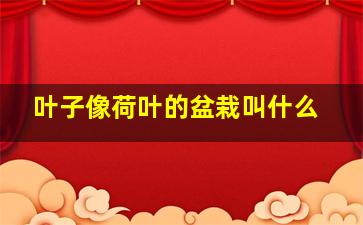 叶子像荷叶的盆栽叫什么