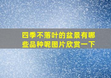 四季不落叶的盆景有哪些品种呢图片欣赏一下