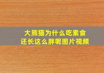 大熊猫为什么吃素食还长这么胖呢图片视频