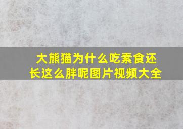 大熊猫为什么吃素食还长这么胖呢图片视频大全