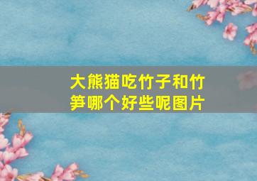 大熊猫吃竹子和竹笋哪个好些呢图片