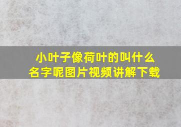 小叶子像荷叶的叫什么名字呢图片视频讲解下载