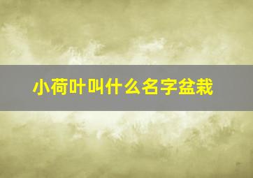 小荷叶叫什么名字盆栽