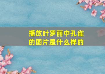 播放叶罗丽中孔雀的图片是什么样的