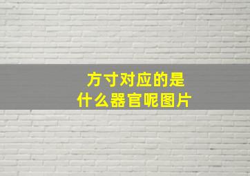 方寸对应的是什么器官呢图片