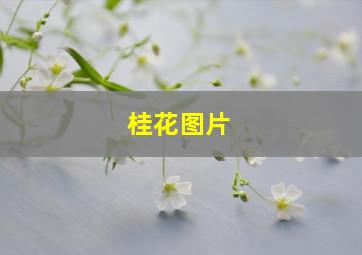 桂花图片