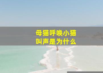 母猫呼唤小猫叫声是为什么