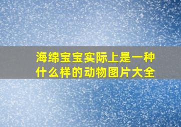 海绵宝宝实际上是一种什么样的动物图片大全