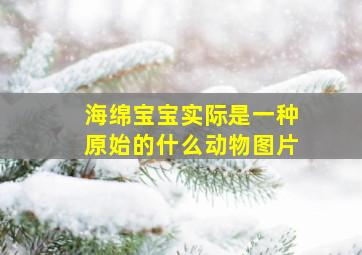 海绵宝宝实际是一种原始的什么动物图片