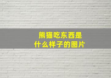 熊猫吃东西是什么样子的图片