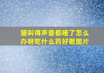 猫叫得声音都哑了怎么办呀吃什么药好呢图片