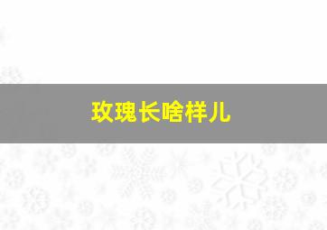 玫瑰长啥样儿