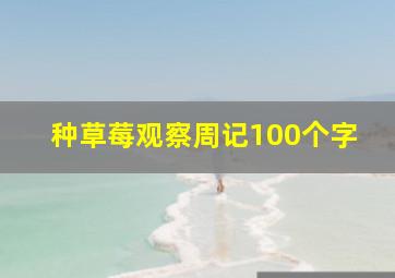 种草莓观察周记100个字