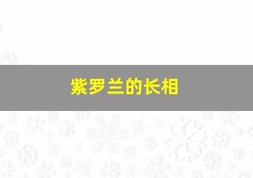 紫罗兰的长相