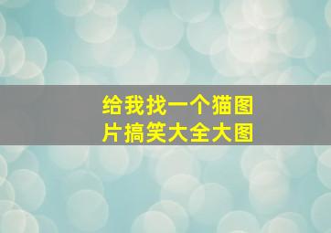 给我找一个猫图片搞笑大全大图