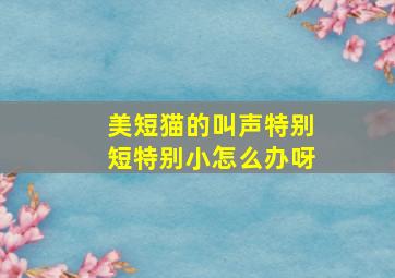 美短猫的叫声特别短特别小怎么办呀