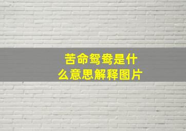 苦命鸳鸯是什么意思解释图片