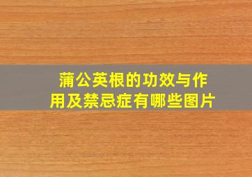 蒲公英根的功效与作用及禁忌症有哪些图片