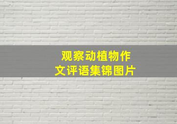 观察动植物作文评语集锦图片