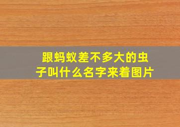 跟蚂蚁差不多大的虫子叫什么名字来着图片