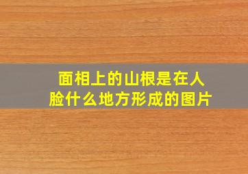 面相上的山根是在人脸什么地方形成的图片