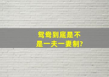 鸳鸯到底是不是一夫一妻制?