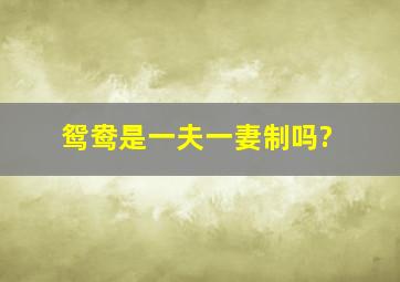 鸳鸯是一夫一妻制吗?