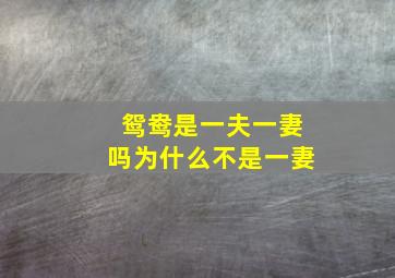 鸳鸯是一夫一妻吗为什么不是一妻