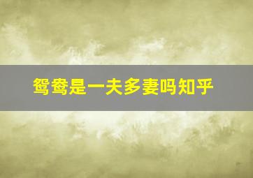 鸳鸯是一夫多妻吗知乎