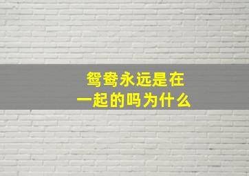 鸳鸯永远是在一起的吗为什么