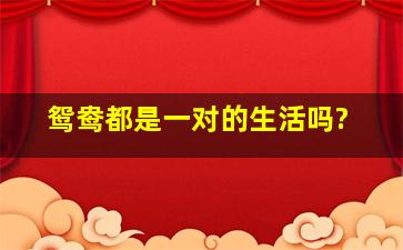 鸳鸯都是一对的生活吗?