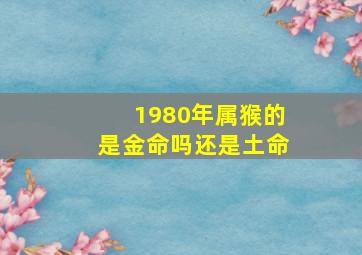 1980年属猴的是金命吗还是土命