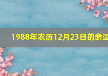 1988年农历12月23日的命运